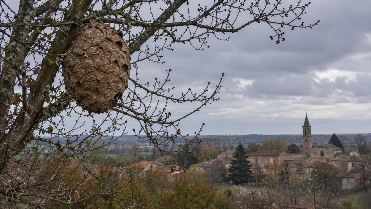 Grand nid de frelons dans un arbre